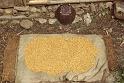 WT 1000 148-15 Nepal Barley